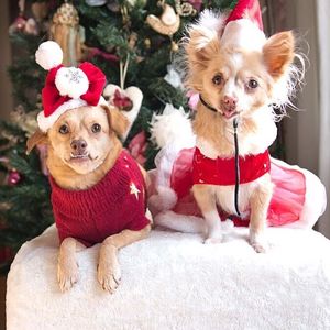 Image post by @animalplanet on Instagram
