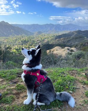 Image post by @totwpetfood on Twitter