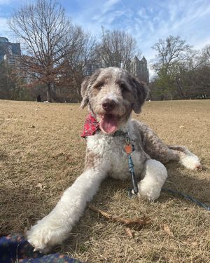 Image post by @floofy.coopy.doodle on Instagram