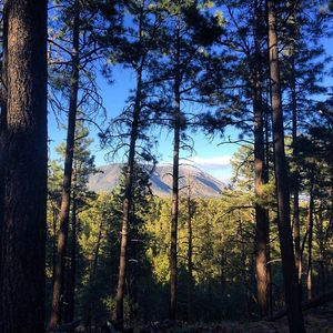 Image post by @nauflagstaff on Instagram
