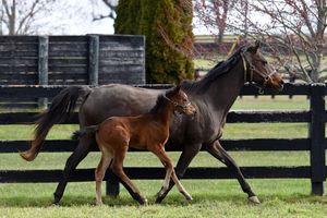 Image post by @spendthriftfarm on Instagram