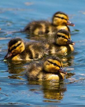 Image post by @nationalparkservice on Instagram