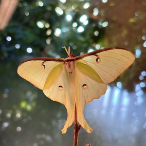 Image post by @butterflypavilion on Instagram