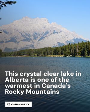 Image post by @curiocitycalgary on Instagram