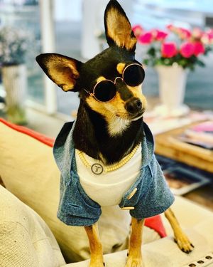 Image post by @pickles_houdini on Instagram
