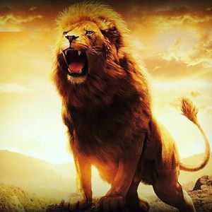 Image post by @smlions on Instagram