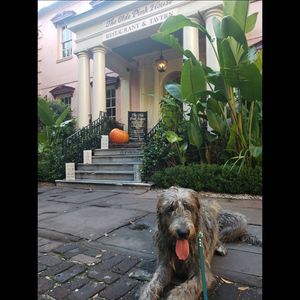 Image post by @thesavannahwolfhound on Instagram