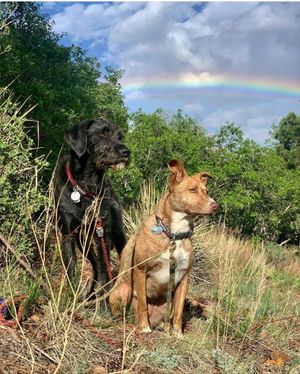 Image post by @triumphpetfood on Instagram