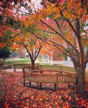 Image post by @denisonu on Instagram