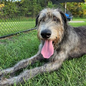 Image post by @thesavannahwolfhound on Instagram