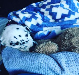 Image post by @snaffle_it on Instagram