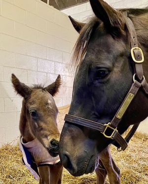 Image post by @breederscup on Instagram