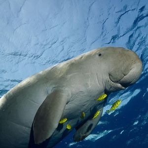 Image post by @animalplanet on Instagram