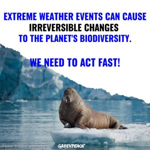 Image post by @Greenpeace on Twitter