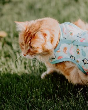 Image post by @josiecameron.creative on Instagram