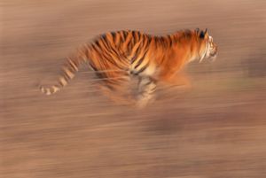 Image post by @Discovery on Twitter