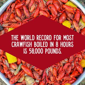 Image post by @lafishfry on Instagram