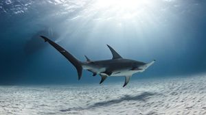 Image post by @animalplanet on Instagram