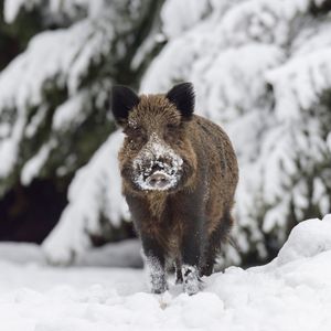 Image post by @animalplanet on Instagram