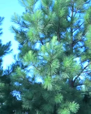 Video post by @g_l_fb_media on Twitter