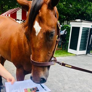 Image post by @thebloodhorse on Instagram