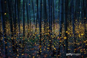 Image post by @gettyimages on Instagram