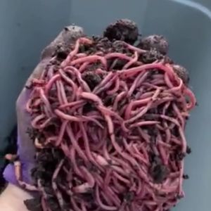 Video post by @GreenhillWormFarm on Facebook