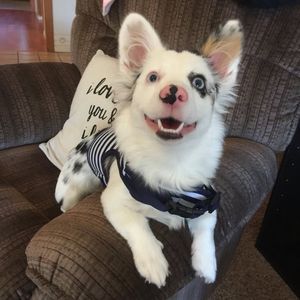 Image post by @ellendegeneres on Instagram
