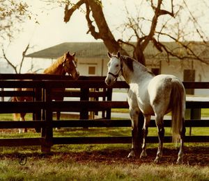 Image post by @spendthriftfarm on Instagram
