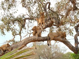 Image post by @chiawasafaris on Instagram