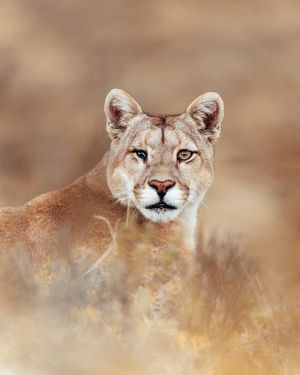 Image post by @discovery on Instagram