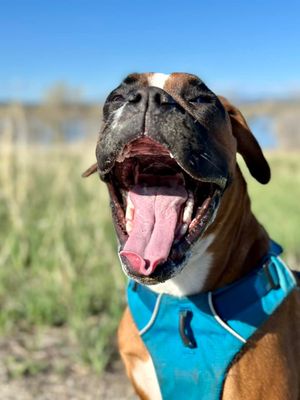 Image post by @totwpetfood on Twitter