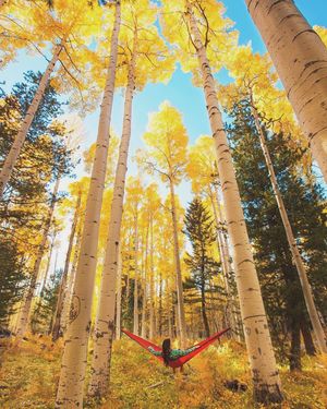 Image post by @nauflagstaff on Instagram