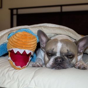 Image post by @animalplanet on Instagram