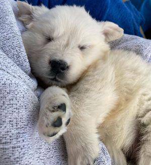 Image post by @pupcorntreats on Instagram