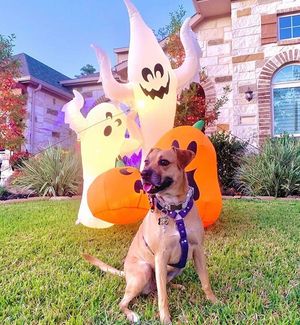 Image post by @evolvepetfood on Instagram
