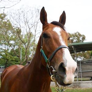 Image post by @australianturfclub on Instagram