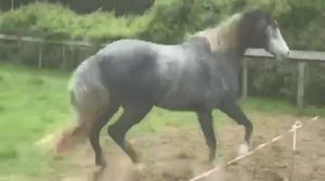 Image post by @NZHorseAmbulanceTrust on Facebook