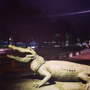 Image post by @gatorsgym on Instagram