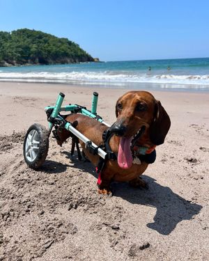 Image post by @walkinpets on Instagram