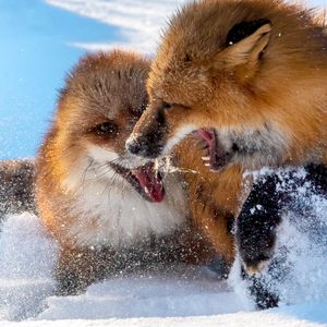 Image post by @animalplanet on Instagram