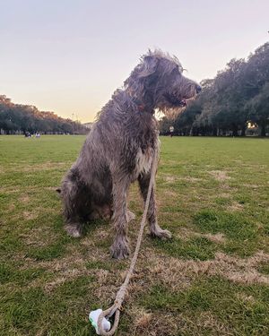 Image post by @thesavannahwolfhound on Instagram