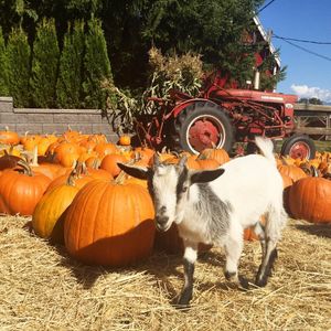 Image post by @tourismabbotsford on Instagram