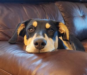Image post by @DiamondPetFood on Twitter
