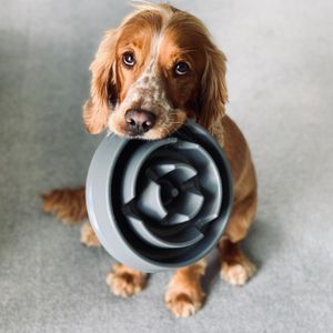 Image post by @animalplanet on Instagram