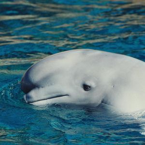 Image post by @animalplanet on Instagram