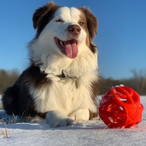 Image post by @triumphpetfood on Instagram