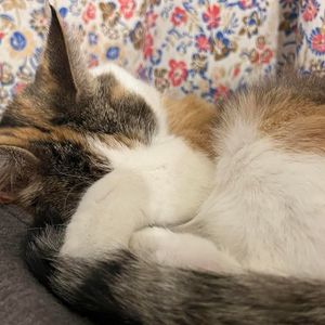 Image post by @spokhumanesoc on Instagram