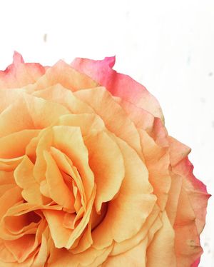 Image post by @thebloombartx on Instagram
