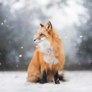 Image post by @animalplanet on Instagram